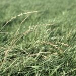 Guide to Growing Perennial Ryegrass
