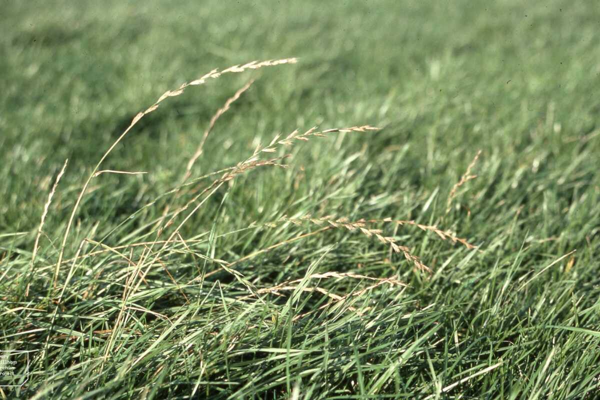 Perennial Ryegrass