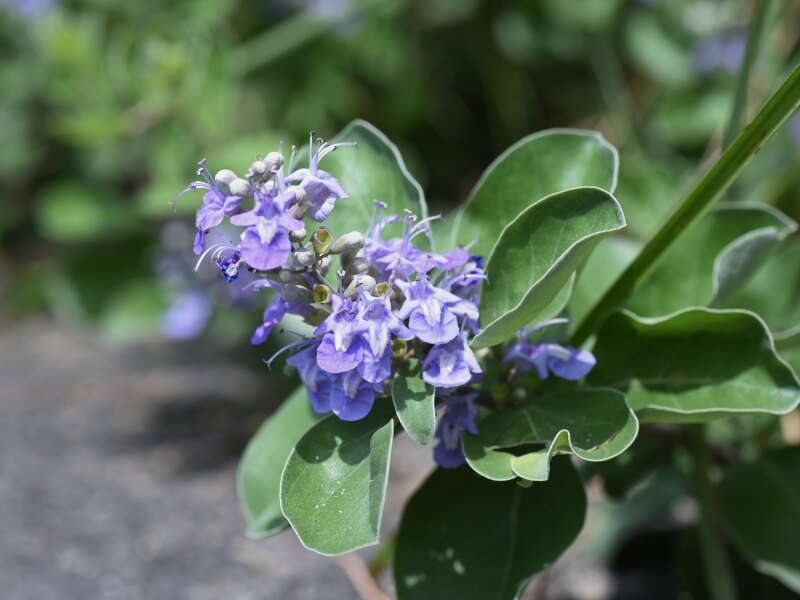 Pohinahina (Vitex rotundifolia)