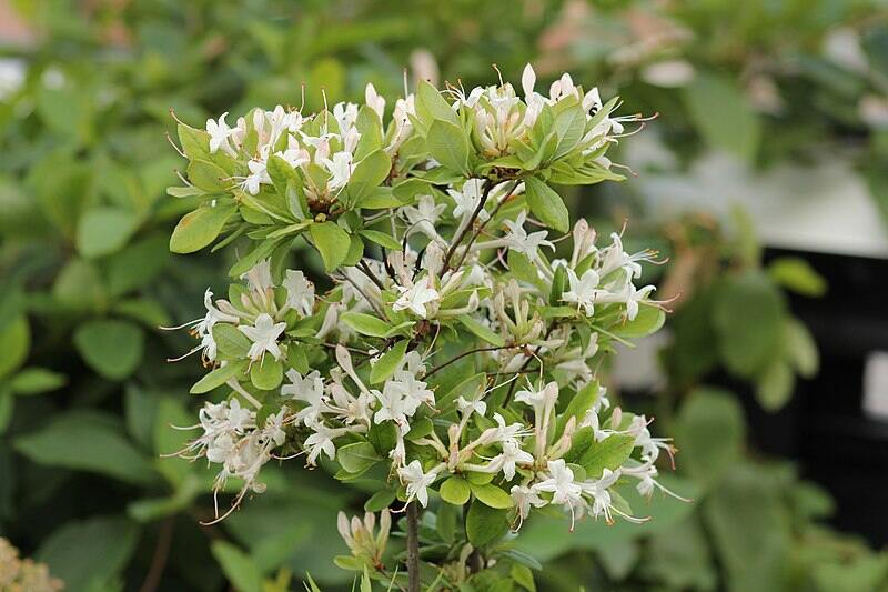 Beautiful white colored flowers of swamp azalea