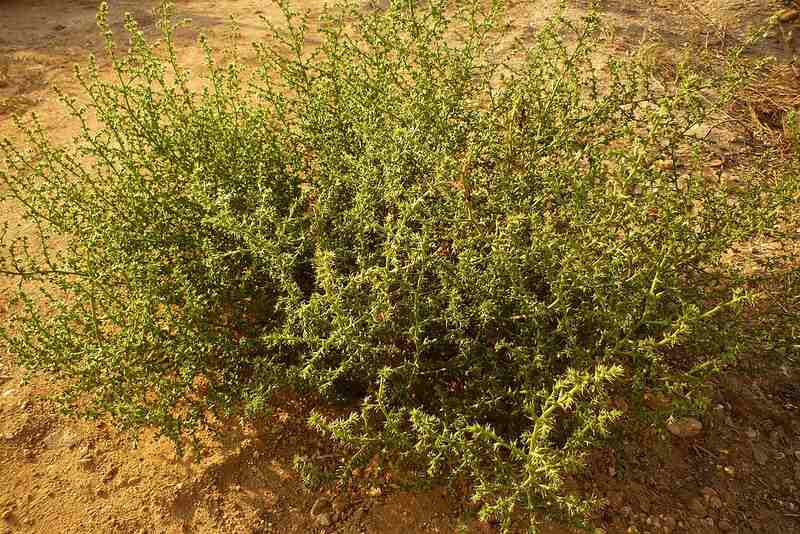 Russian Thistle (Salsola kali)