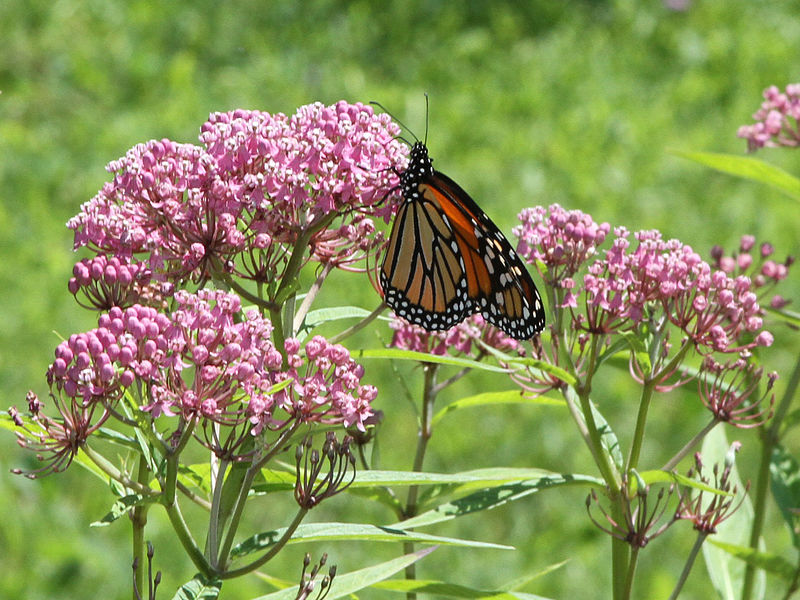 A beautiful pink colored swamp milkweed flower