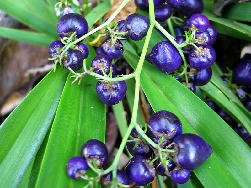 Ukiuki (Dianella sandwicensis)