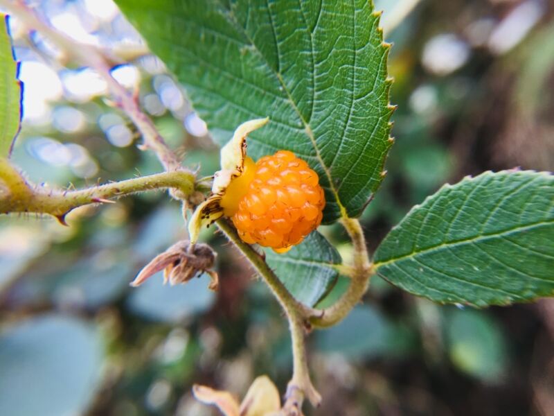 Yellow Himalayan Raspberry (Rubus Ellipticus Var. Obcordatus)