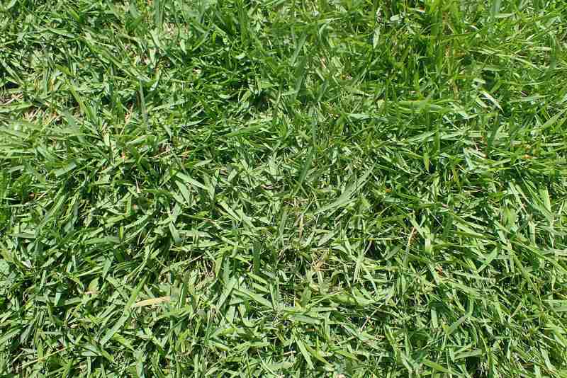 Zoysia japonica 'Compadre' in a lawn