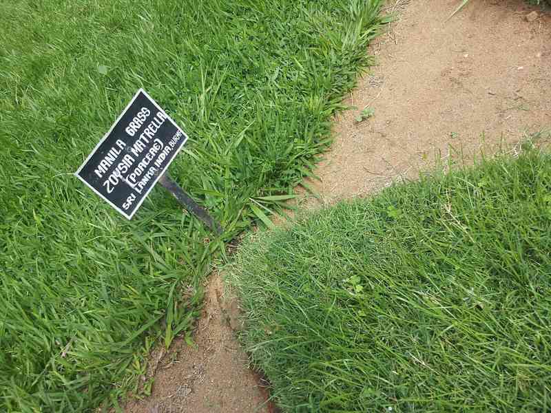 Zoysia matrella grass growing in a botanical garden plot beside a pathway, with a labeled plant sign visible nearby.