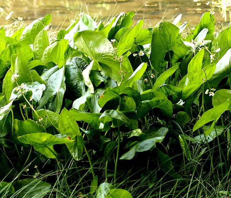 Beautiful green colored leaves of broadleaf arrowhead