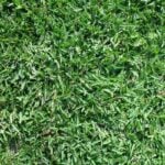 Guide to Growing Buffalograss
