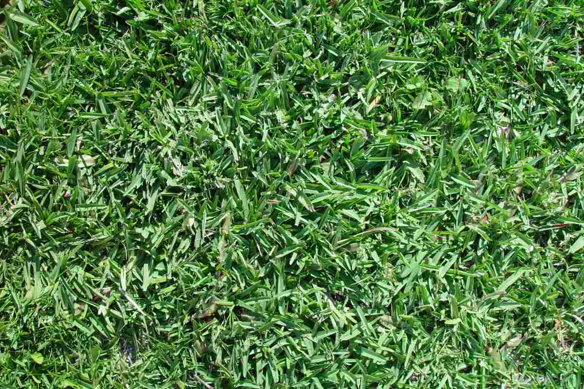 close-up of buffalograss