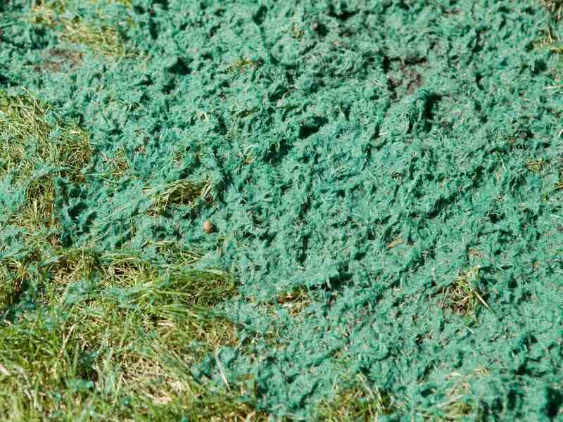 close-up of hydroseeded lawn