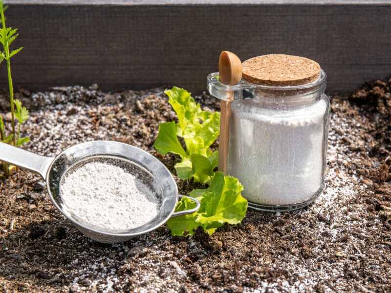 diatomaceous earth and sifter in a garden