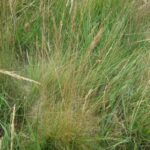 Guide to Growing Fine Fescues