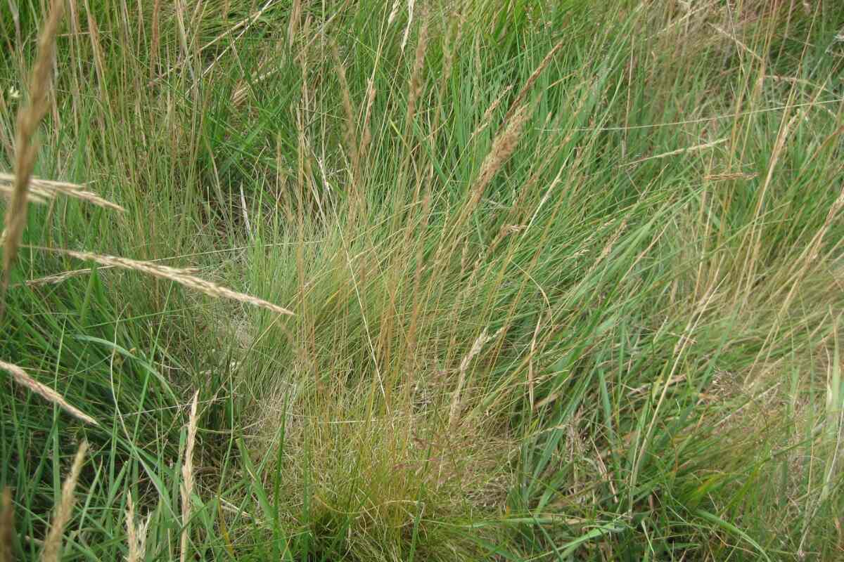 fine leaf sheep fescue (Festuca-filiformis)