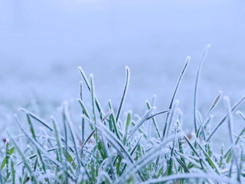 frost on grass