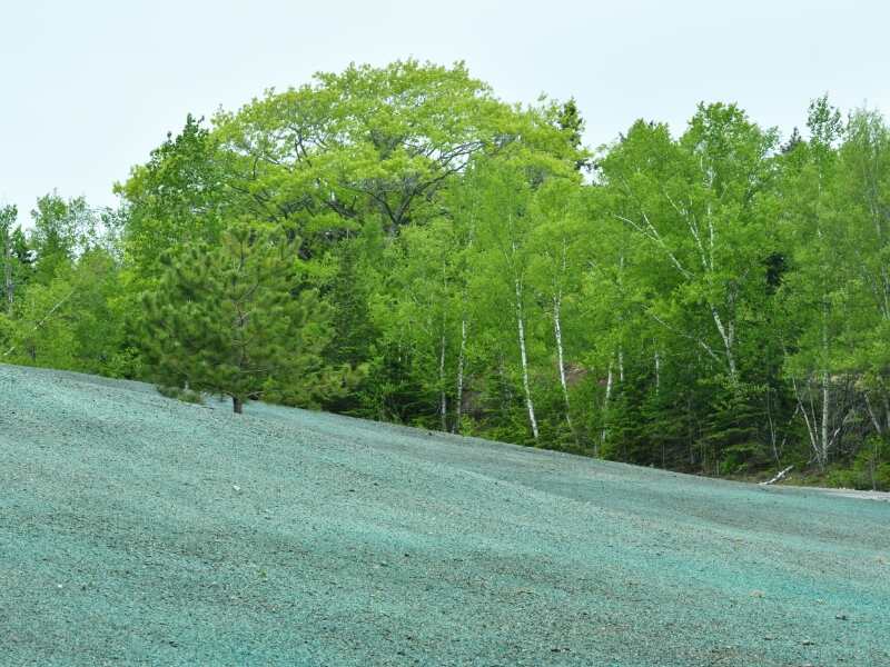 hydroseeded hill with trees
