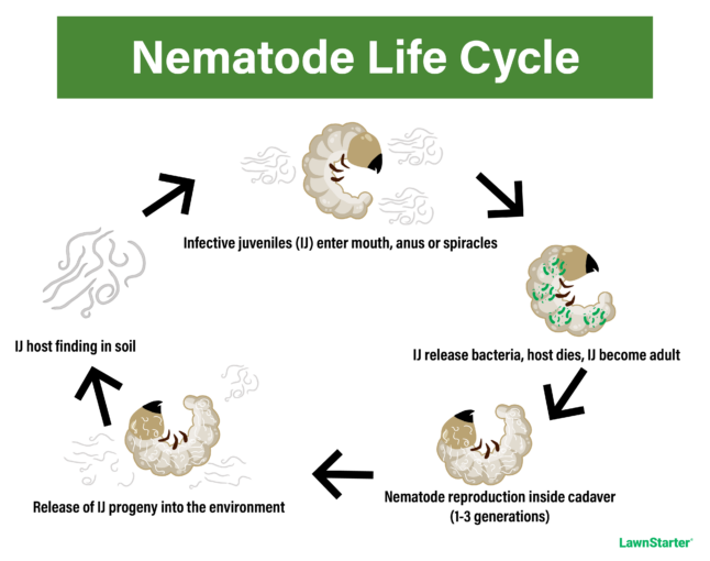 graphic demonstrating the life cycle of a nematode, from infective juveniles taking over a host body to reproduction of the next generation and back again