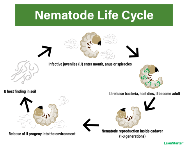 The nematodes are doing their job