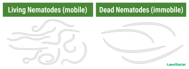 drawing showing the difference between curled, mobile, live nematodes and straightened, immobile, dead nematodes