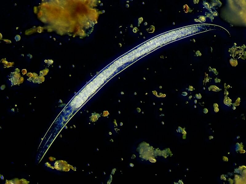nematode under a micrososcope