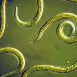 Beneficial Nematodes: Where to Buy Them and How to Use Them