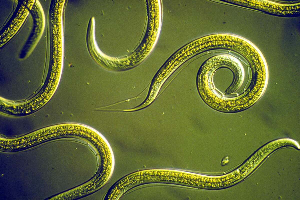 nematodes under a microscope