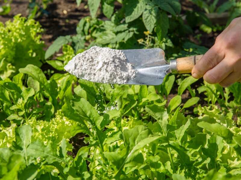 powdered diatomaceous earth being sprinkled in a garden