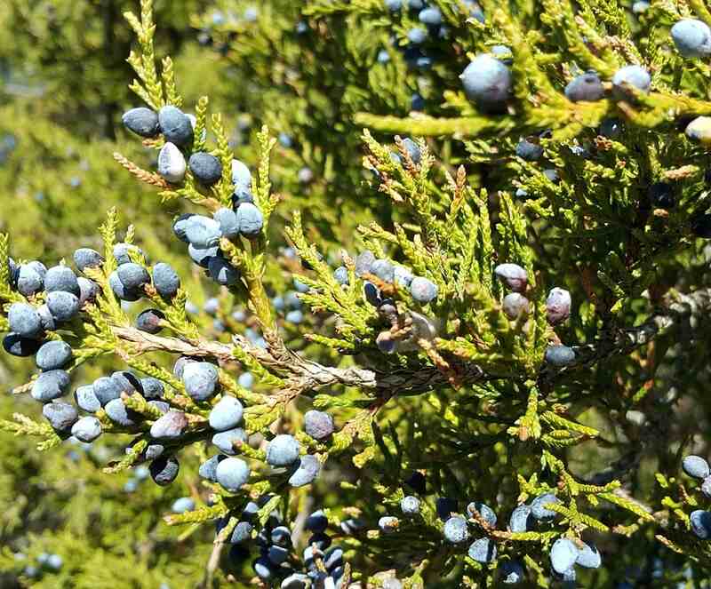 A beautiful eastern red cedar plant 