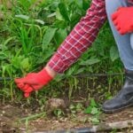 How to Get Rid of Weeds in Grass