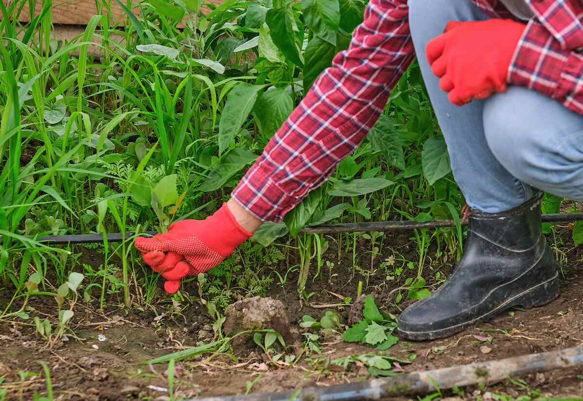 female women gardener weeding in greenhouse in a red gloves pulling out weeds