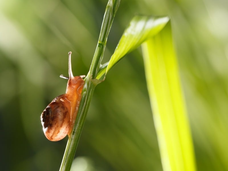snail on a blade of grass
