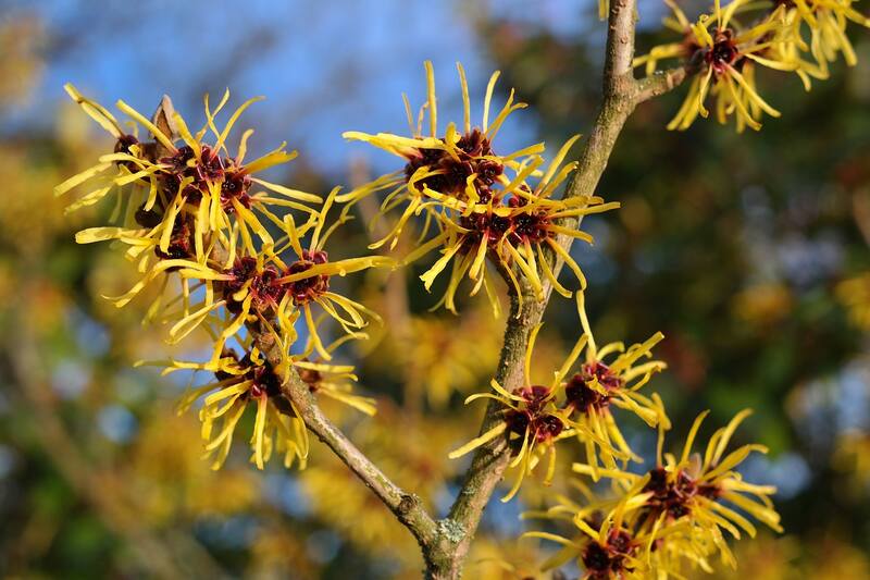 Beautiful yellow colored flowers of witch hazel plant