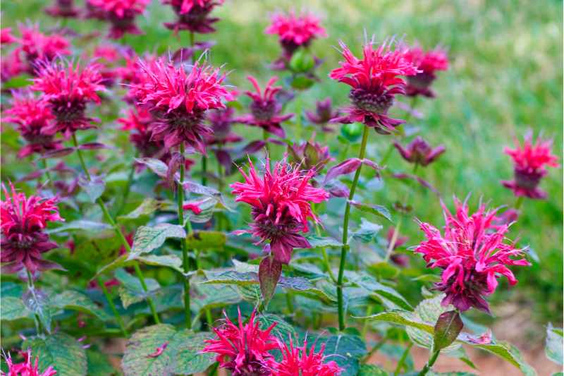 pink flowers in a garden