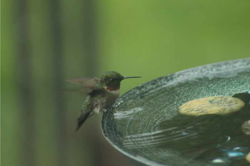 hummingbird near birdbath