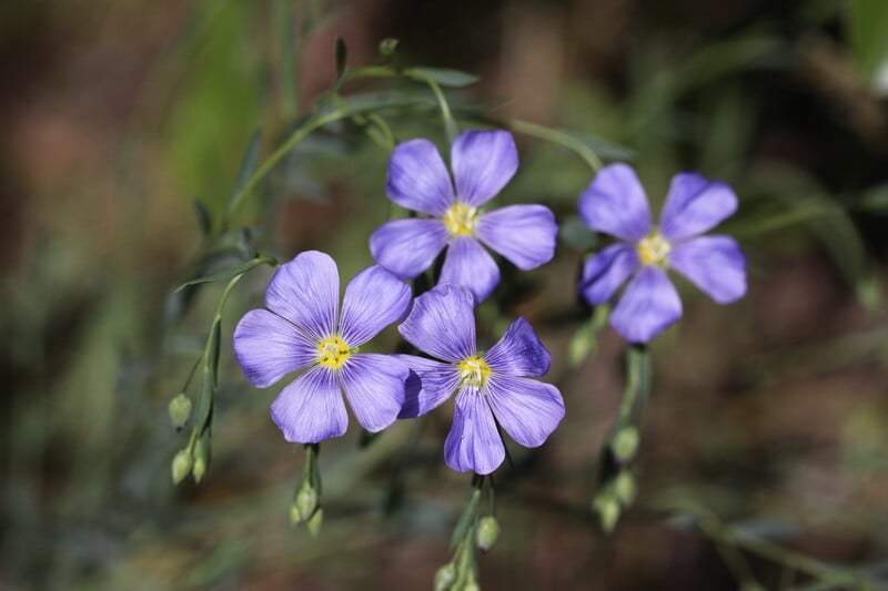 blue flowers on a plant