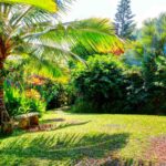The 5 Best Types of Grass for Hawaii