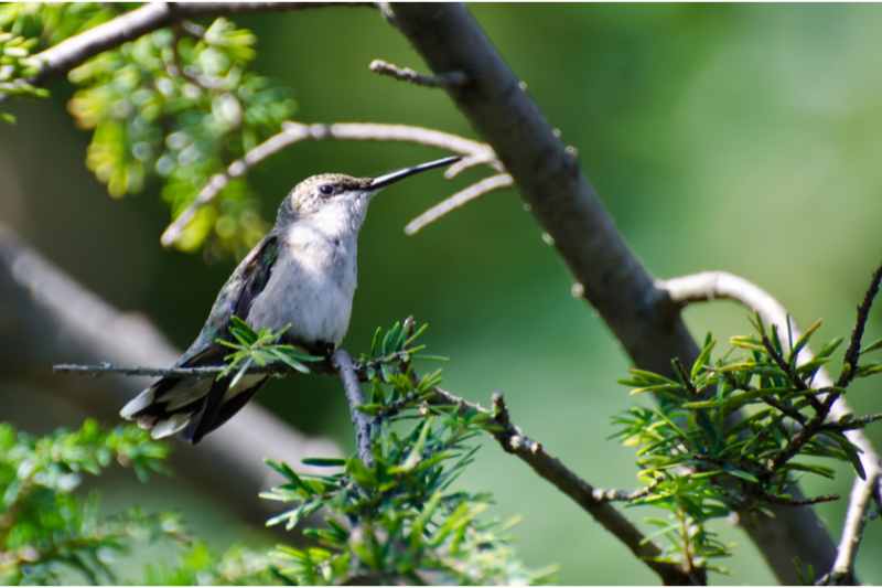 hummingbird perched in a tree