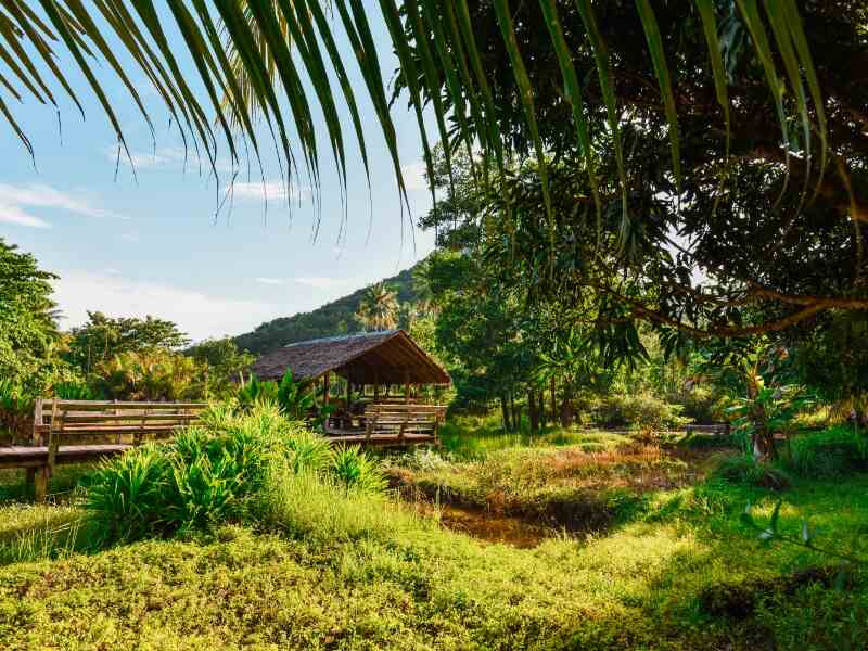 Hut in Hawaii surrounded by trees