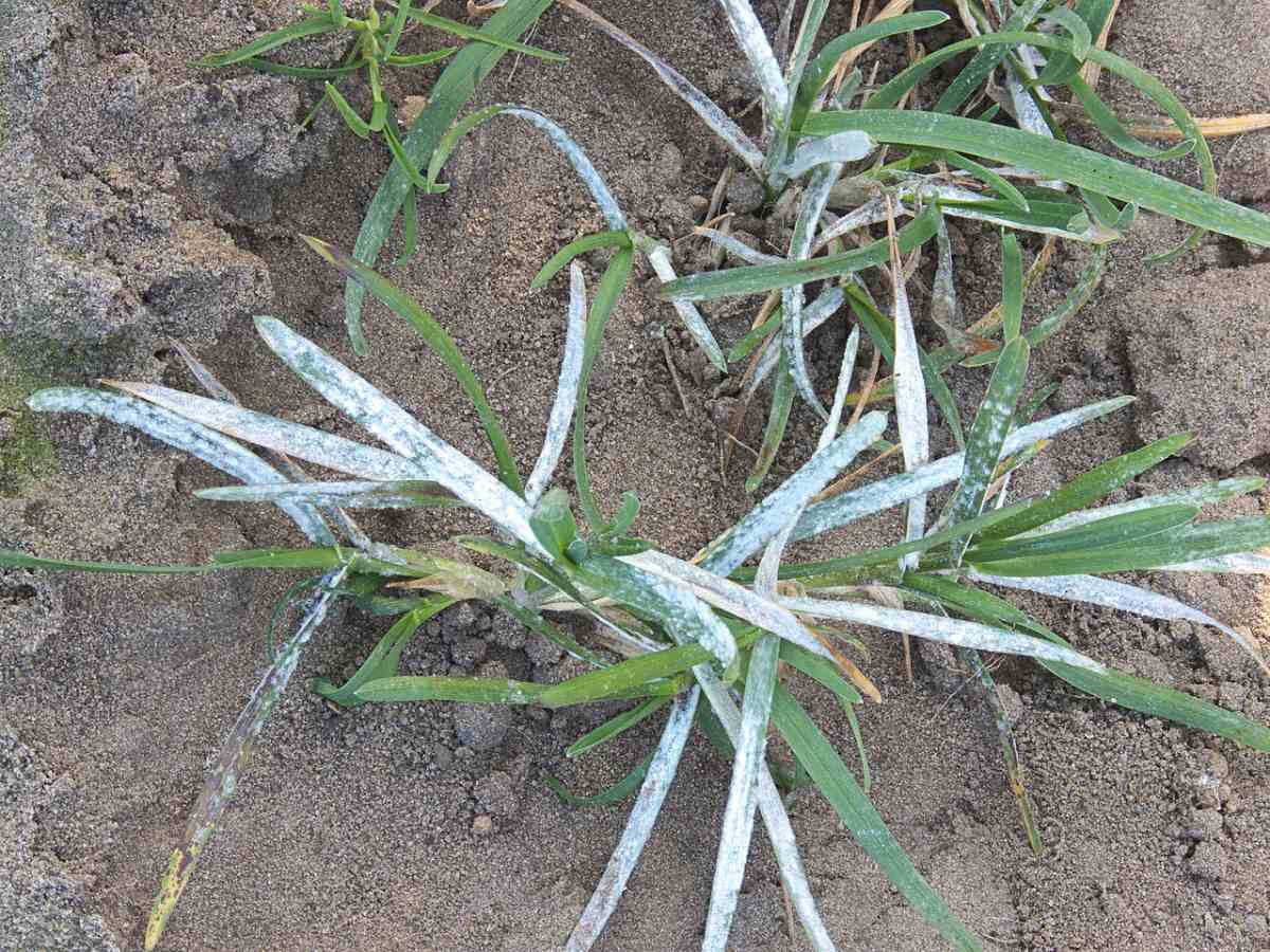 Powdery Mildew on Kentucky Bluegrass