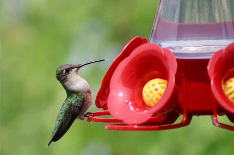 humming bird sitting on a red colored feeder