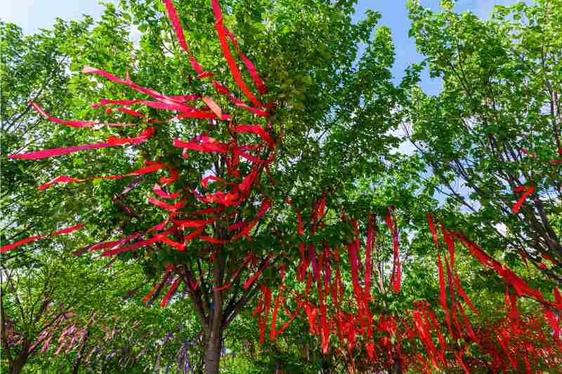 red ribbons tied to a tree