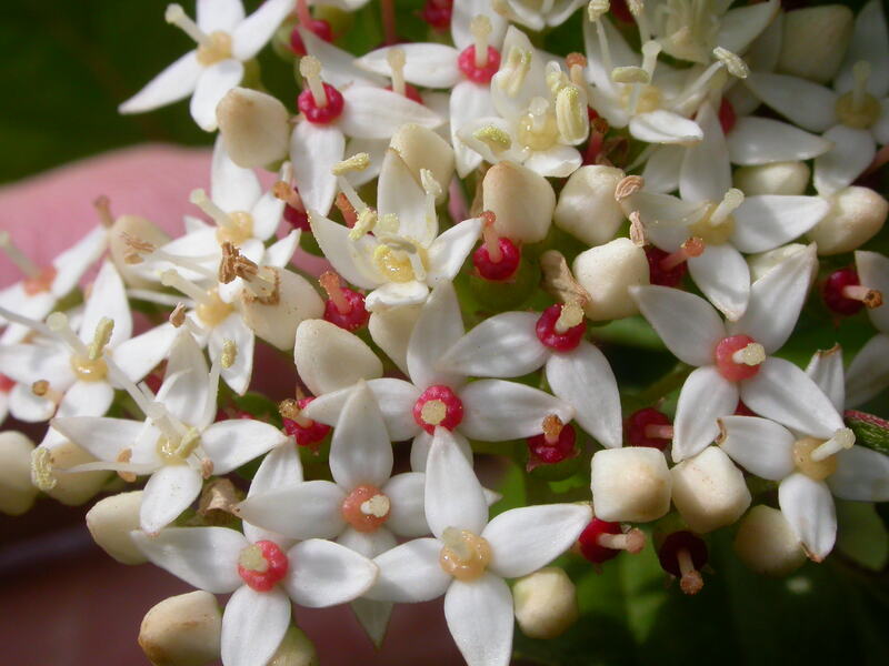 white flowers on a plant