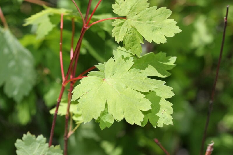 green leaves on a plant