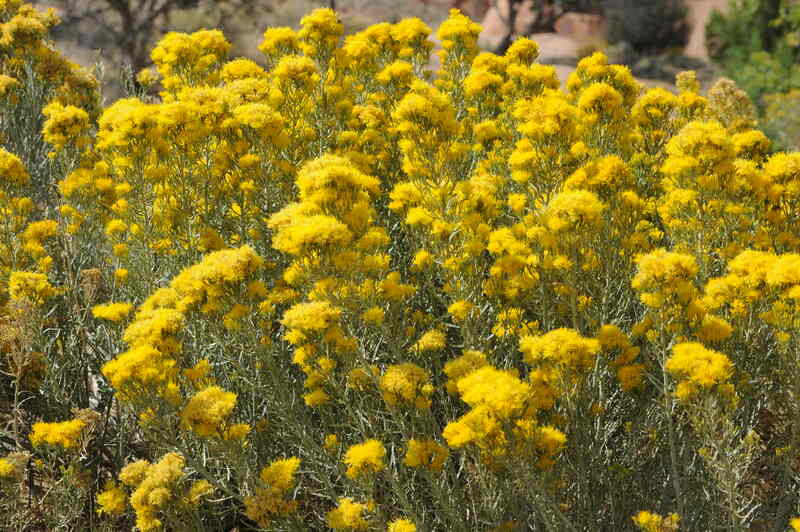 rubber rabbitbrush in a lawn