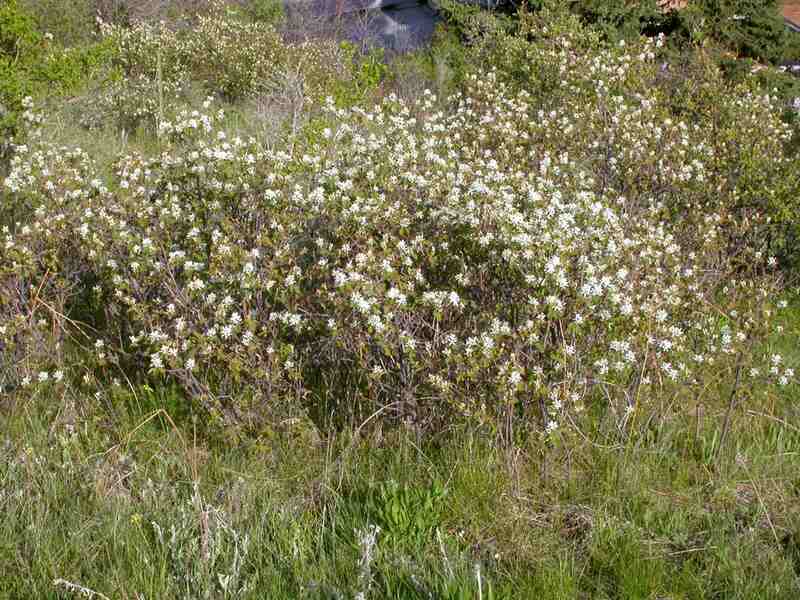 Saskatoon Serviceberry
