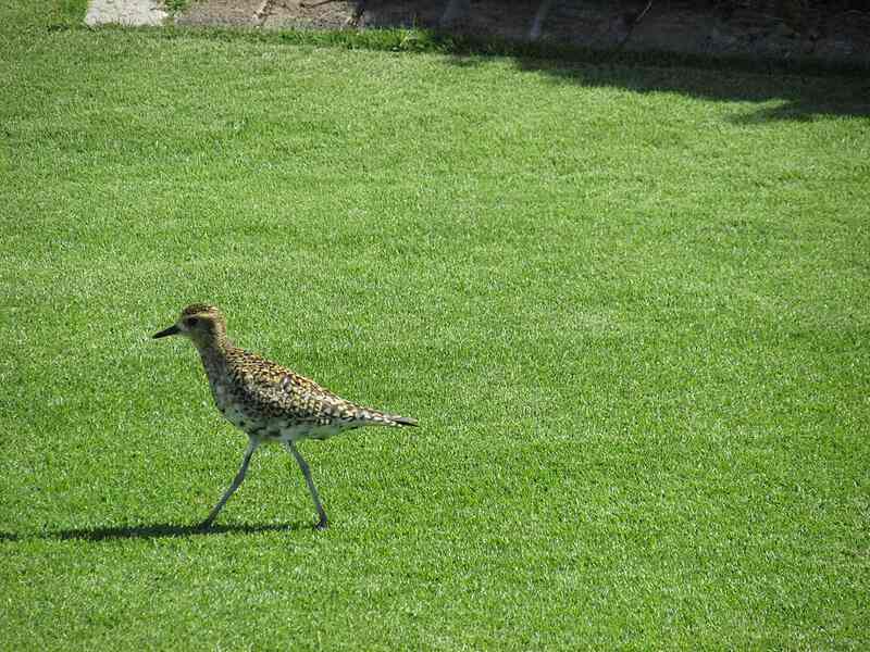 Seashore Paspalum (Paspalum vaginatum)