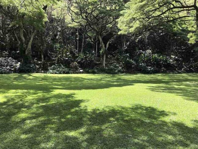 Shaded Lawn