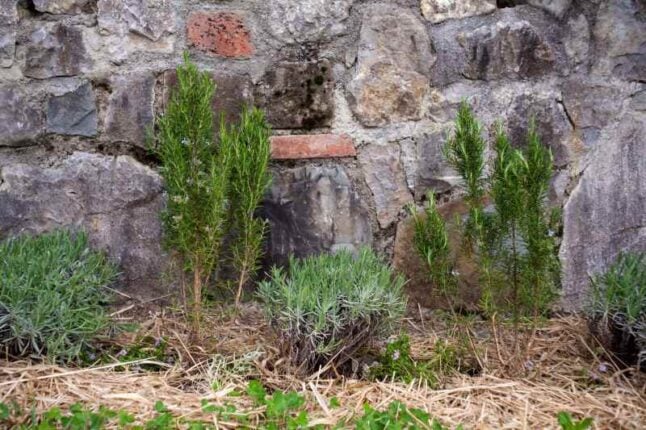 View of Rosemary and lavender