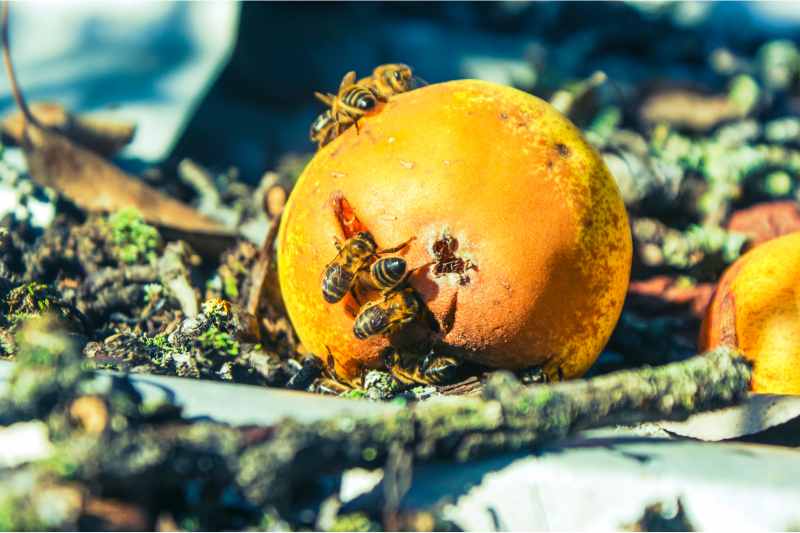 wasps eating a pear