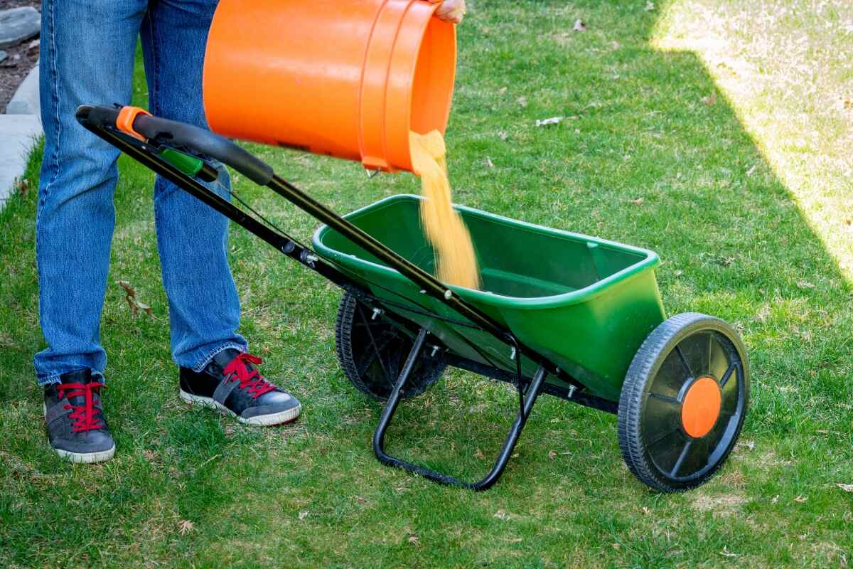 corn gluten meal lawn weed and feed being poured into a spreader