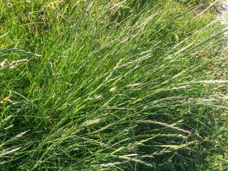 perennial ryegrass